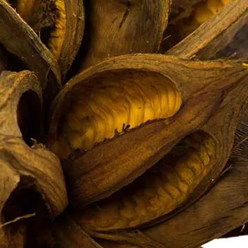 Vickerman 12" to 16" Aspen Gold Star Pod Extra Large - 1 Piece - Real Preserved Pod Decor for Home or Everyday Arrangements - Decorative Dried Botanicals - Botanical Dried Flowers