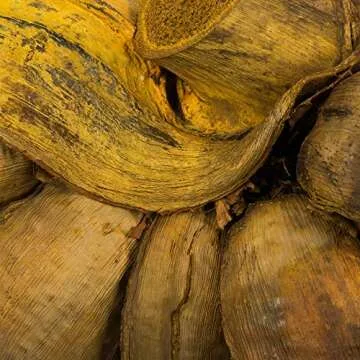 Vickerman 12" to 16" Aspen Gold Star Pod Extra Large - 1 Piece - Real Preserved Pod Decor for Home or Everyday Arrangements - Decorative Dried Botanicals - Botanical Dried Flowers