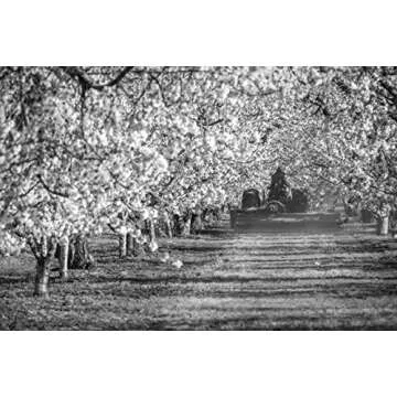 Sunrise Fresh Dark Sweet Dried Cherries 16 oz Bag