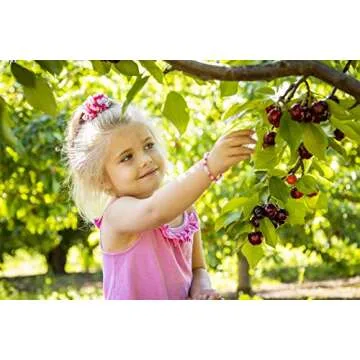 Sunrise Fresh Dark Sweet Dried Cherries 16 oz Bag