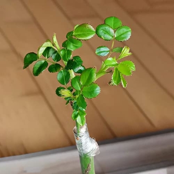 Liaogo Grafting Tape 2 Pack for Plants Budding and Repair