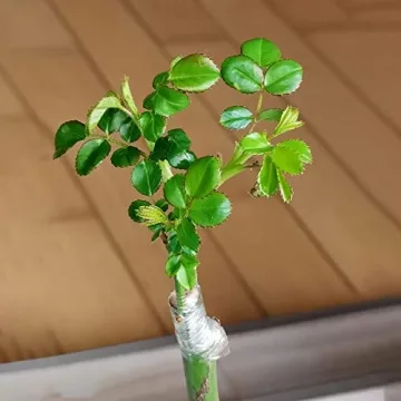 Liaogo Grafting Tape 2 Pack for Plants Budding and Repair