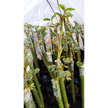 Liaogo Grafting Tape 2 Pack for Plants Budding and Repair