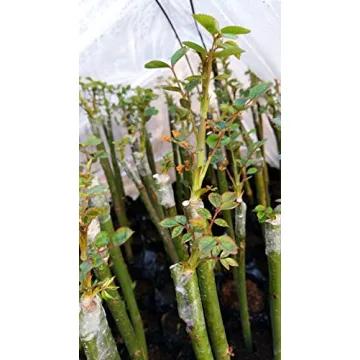 Liaogo Grafting Tape 2 Pack for Plants Budding and Repair