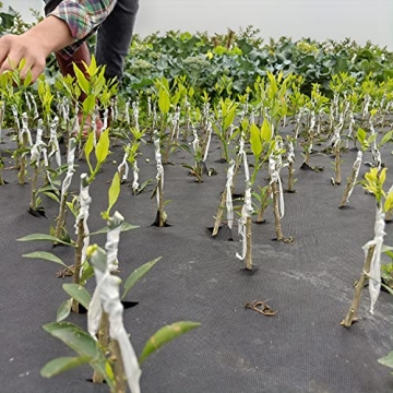 Liaogo Grafting Tape 2 Pack for Plants Budding and Repair