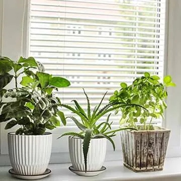 D'vine Dev Set of 2 Stoneware Planter Pots, Ceramic Pot with Drainage Hole and Saucers, 4.5 Inch 5.8 Inch, Ivory, 99-D-1
