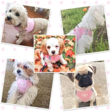BINGPET No Pull Reflective Vest Harness for Puppies Cats