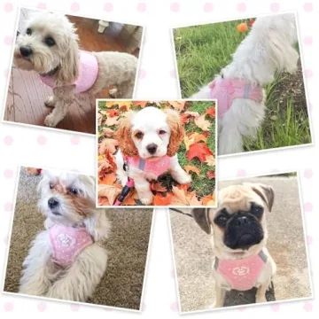 BINGPET No Pull Reflective Vest Harness for Puppies Cats
