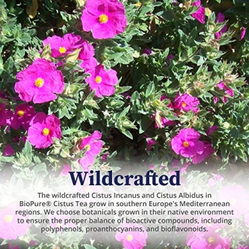 BioPure Cistus Loose Tea for Gut Health & Immunity