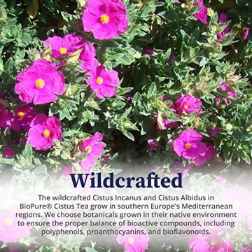 BioPure Cistus Loose Tea for Gut Health & Immunity