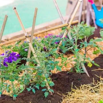 Natural Bamboo Plant Stakes for Indoor and Outdoor Use