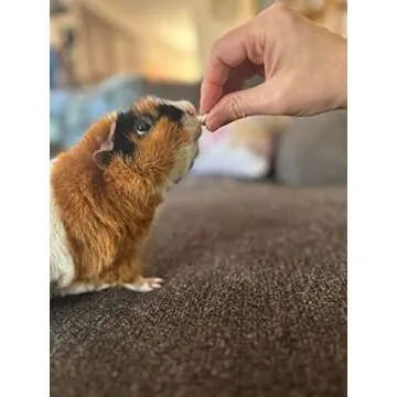 Sherwood Pet Health Digestive Support, Papaya (100 Tablets - 60 Grams). Contains Natural Motility Herbs That Regulate The Digestive Tract, Improve The Gut microbiome and Stimulate The Appetite.