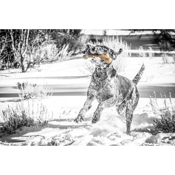 Pet Qwerks Dinosaur BarkBone Tough Chew Dog Bone