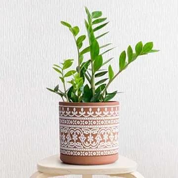 D'vine Dev Terracotta Pots with Drainage & Saucer