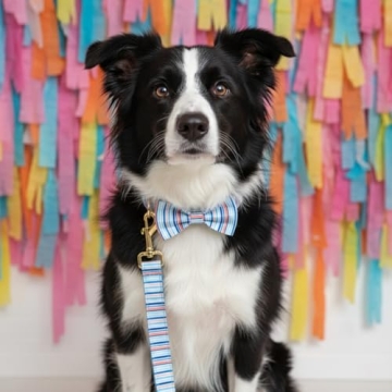 Personalized Dog Collar with Engraved Metal Buckle