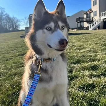 Personalized Dog Collar with Engraved Metal Buckle