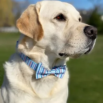 Personalized Dog Collar with Engraved Metal Buckle