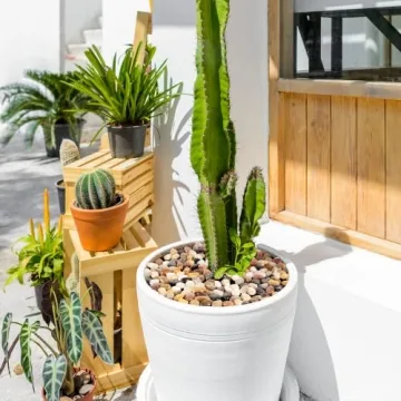 GASPRO Decorative Rocks for Stunning Landscaping Solutions