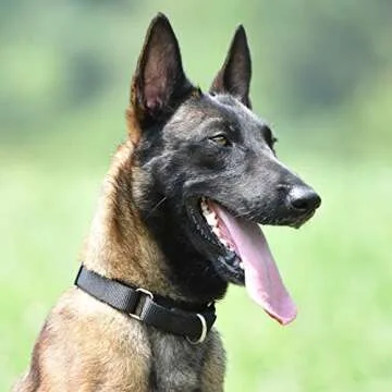 Hyhug Martingale Dog Collar Without Buckle: Anti Escape, No Slip Heavy - Duty Nylon, Colorfast & Adjustable for Medium Breeds(Medium, Black)