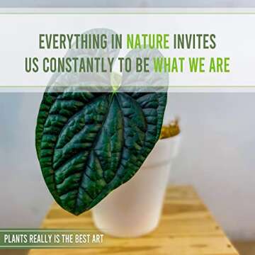 Anthurium Luxurian by Leal Plants Ecuador | Exotic Green Indoor House Plant | Rare Anthurium for Liv...