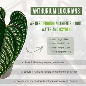Anthurium Luxurian by Leal Plants Ecuador | Exotic Green Indoor House Plant | Rare Anthurium for Living Rooms | Stunning Crystallinum Houseplant | Low-Maintenance Tropical Plants