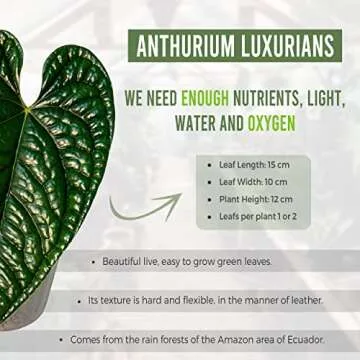 Anthurium Luxurian by Leal Plants Ecuador | Exotic Green Indoor House Plant | Rare Anthurium for Living Rooms | Stunning Crystallinum Houseplant | Low-Maintenance Tropical Plants