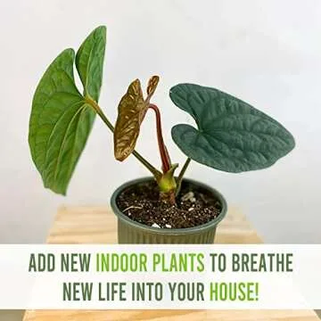 Anthurium Luxurian by Leal Plants Ecuador | Exotic Green Indoor House Plant | Rare Anthurium for Living Rooms | Stunning Crystallinum Houseplant | Low-Maintenance Tropical Plants