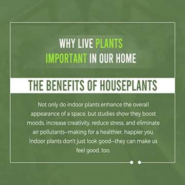 Anthurium Luxurian by Leal Plants Ecuador | Exotic Green Indoor House Plant | Rare Anthurium for Living Rooms | Stunning Crystallinum Houseplant | Low-Maintenance Tropical Plants