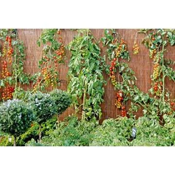 MGTECH 300 Pcs Tomato Trellis Clips, Garden Vegetable Vine Clips, Plant Support Quick Clips for Vine Vegetables to Grow Upright and Healthier