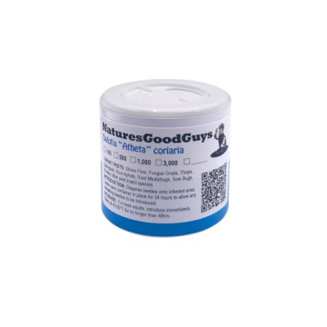 Dalotia (Atheta) coriaria - Rove Beetle - 100 Insects per Unit