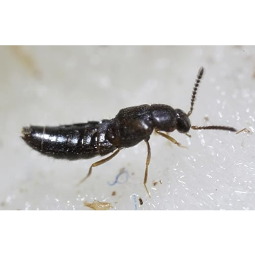 Dalotia (Atheta) coriaria - Rove Beetle - 100 Insects per Unit