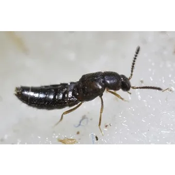 Dalotia (Atheta) coriaria - Rove Beetle - 100 Insects per Unit