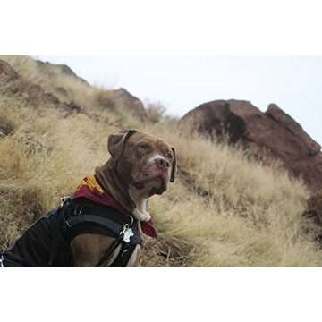 HP GryffinDog Dog Bandana (One Size Fits Most for Medium to Large Dogs)