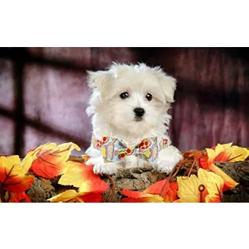 Stylish Adjustable Dog Collar with Bowtie for Pets