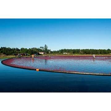 Vincent Family Dried Cranberries Infused With Unsweetened Apple Juice, 9.5 Oz