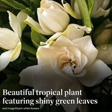 American Plant Exchange Mini Gardenia Vetchii Tree - Fragrant Houseplant