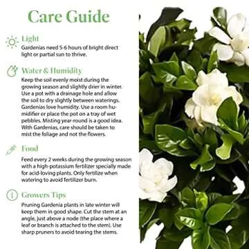 American Plant Exchange Mini Gardenia Vetchii Tree - Fragrant Houseplant