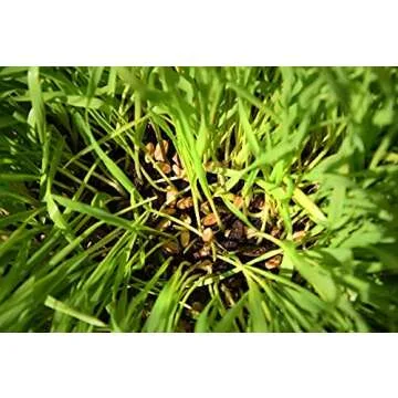 Cat Grass Seeds by Perfect Plants - 1lb. Bag - Guaranteed to Grow Organic Non-GMO Hard Red Wheat Grass Seed | Digestive Aid for Cats and Other Pets | Easy Sprouting | Edible Sprouted Microgreens