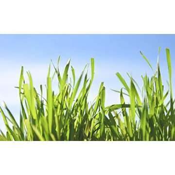 Cat Grass Seeds by Perfect Plants - 1lb. Bag - Guaranteed to Grow Organic Non-GMO Hard Red Wheat Grass Seed | Digestive Aid for Cats and Other Pets | Easy Sprouting | Edible Sprouted Microgreens