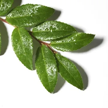 Olay Deep Clean Tea Tree Gel Cleanser 16 Oz for Flawless Skin