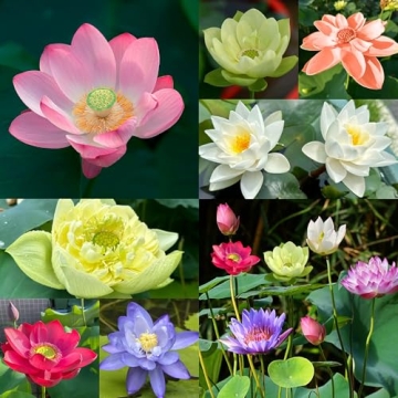Jardinpatio 160pcs Mixed Lotus Flower Seeds for Easy Planting