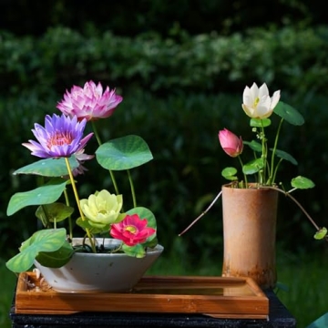 Mixed Lotus Flower Seeds for Indoor and Outdoor Gardens
