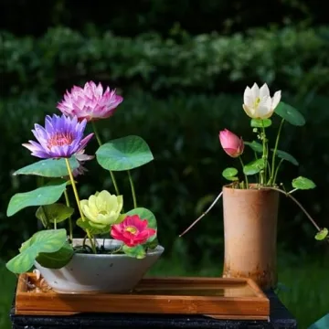 Mixed Lotus Flower Seeds for Indoor and Outdoor Gardens