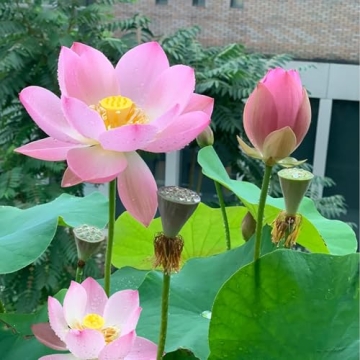 Mixed Lotus Flower Seeds for Indoor and Outdoor Gardens