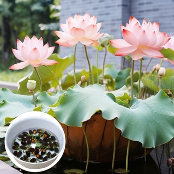 Mixed Lotus Flower Seeds for Indoor and Outdoor Gardens