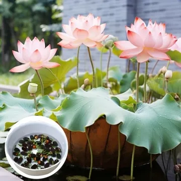 Mixed Lotus Flower Seeds for Indoor and Outdoor Gardens