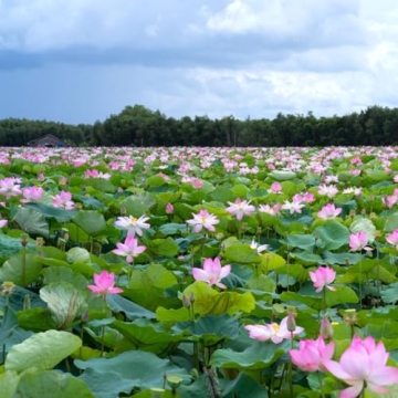 Mixed Lotus Flower Seeds for Indoor and Outdoor Gardens