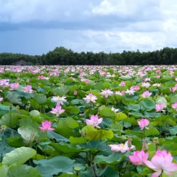 Mixed Lotus Flower Seeds for Indoor and Outdoor Gardens