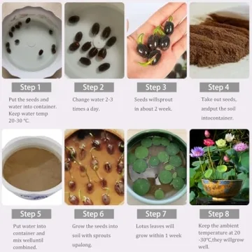 Mixed Lotus Flower Seeds for Indoor and Outdoor Gardens
