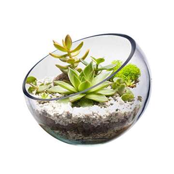CYS EXCEL Glass Slant Cut Bubble Bowl (H-7" W-8") | Multiple Size Choices Slanted Globe Bowl Terrarium | Round Flower Vase Centerpiece